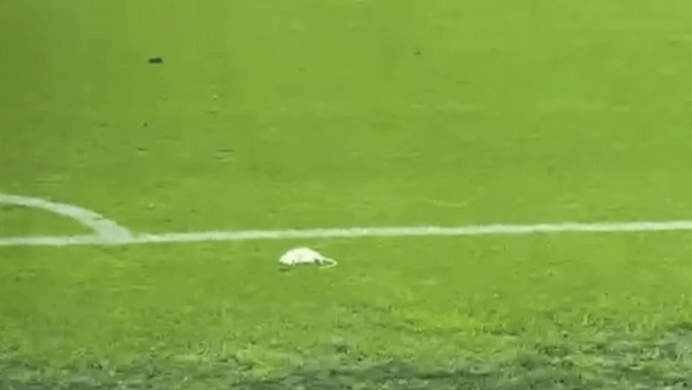 Δανία: Οι οπαδοί της Μπρόντμπι πέταξαν νεκρούς αρουραίους στον αγώνα με την Κοπεγχάγη