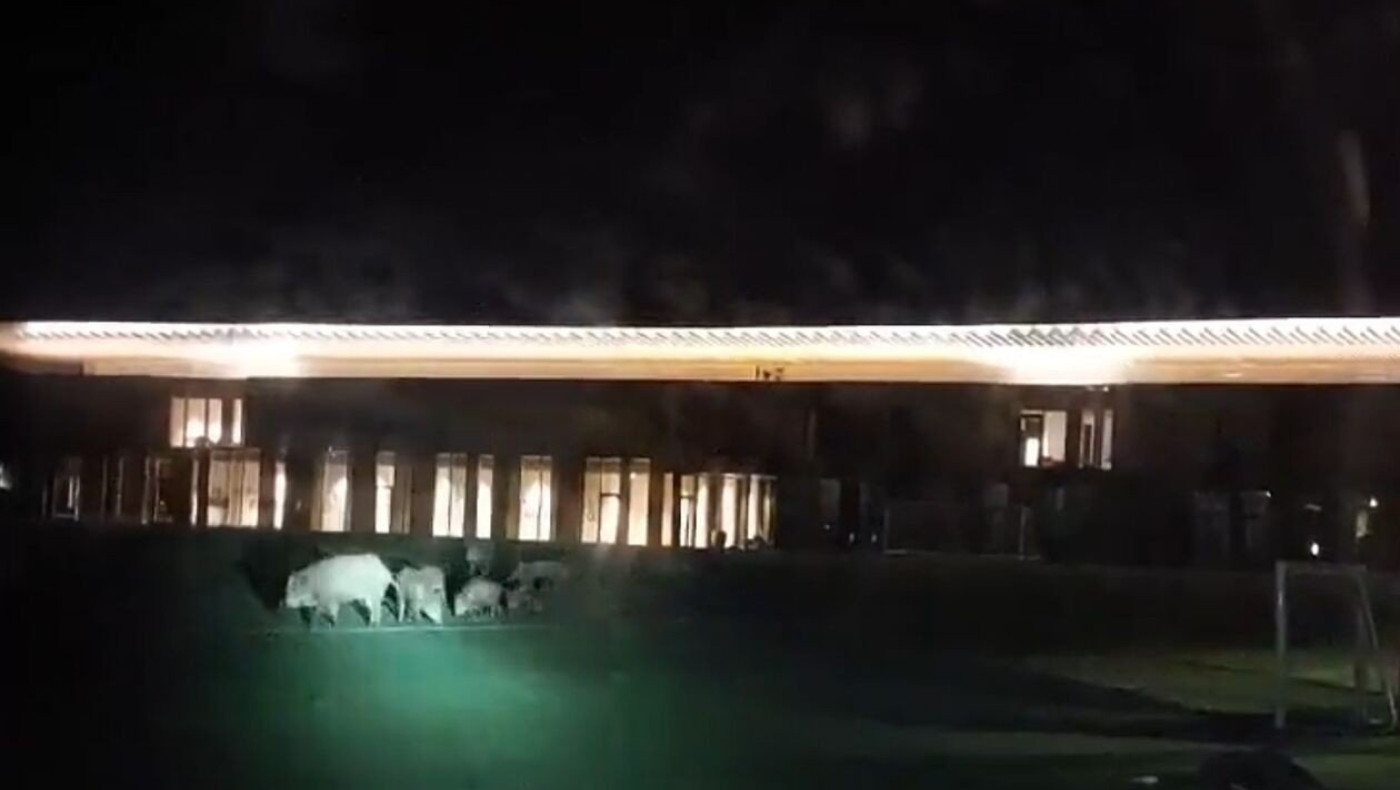 Αγριογούρουνα μπήκαν στο νέο προπονητικό κέντρο της Φιορεντίνα