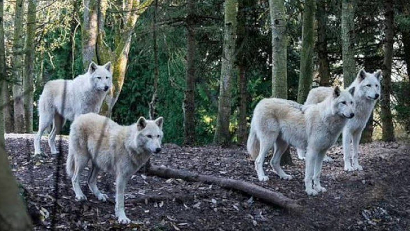 Θεσσαλονίκη: Λύκοι κατασπάραξαν σκύλους στην Επανομή