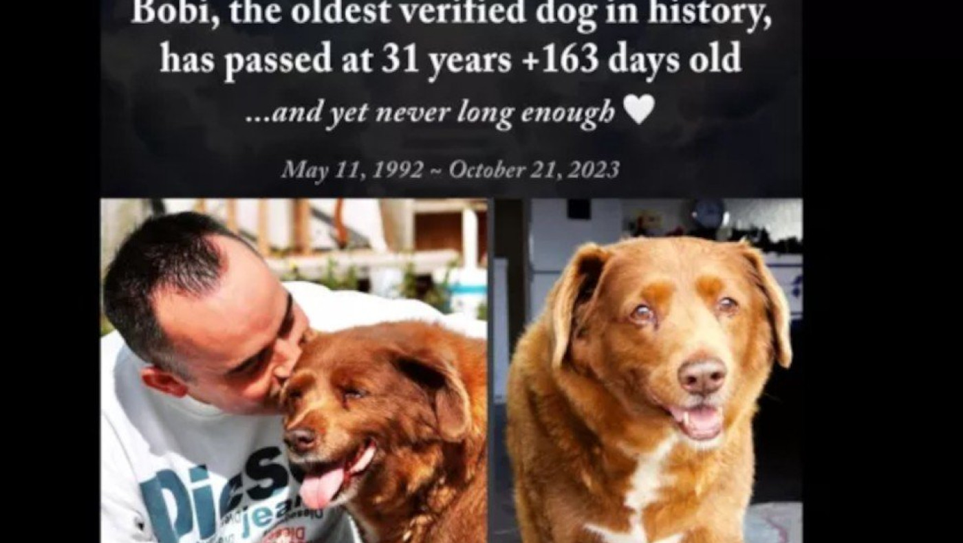 Πορτογαλία: Πέθανε ο Μπόμπι, ο γηραιότερος σκύλος στον κόσμο