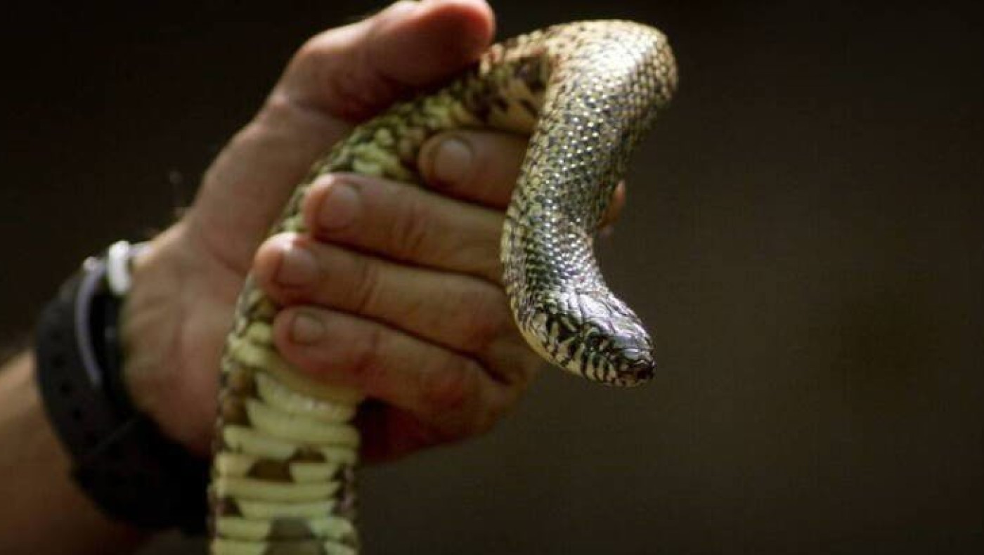 Κοζάνη: Φίδι στο κέντρο της πόλης προκάλεσε αναστάτωση