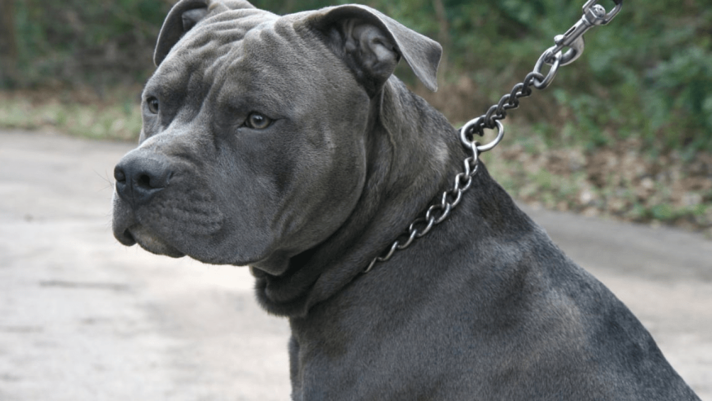 Λούτσα: Η κίνηση του 11χρονου που τον έσωσε από το πιτ μπουλ