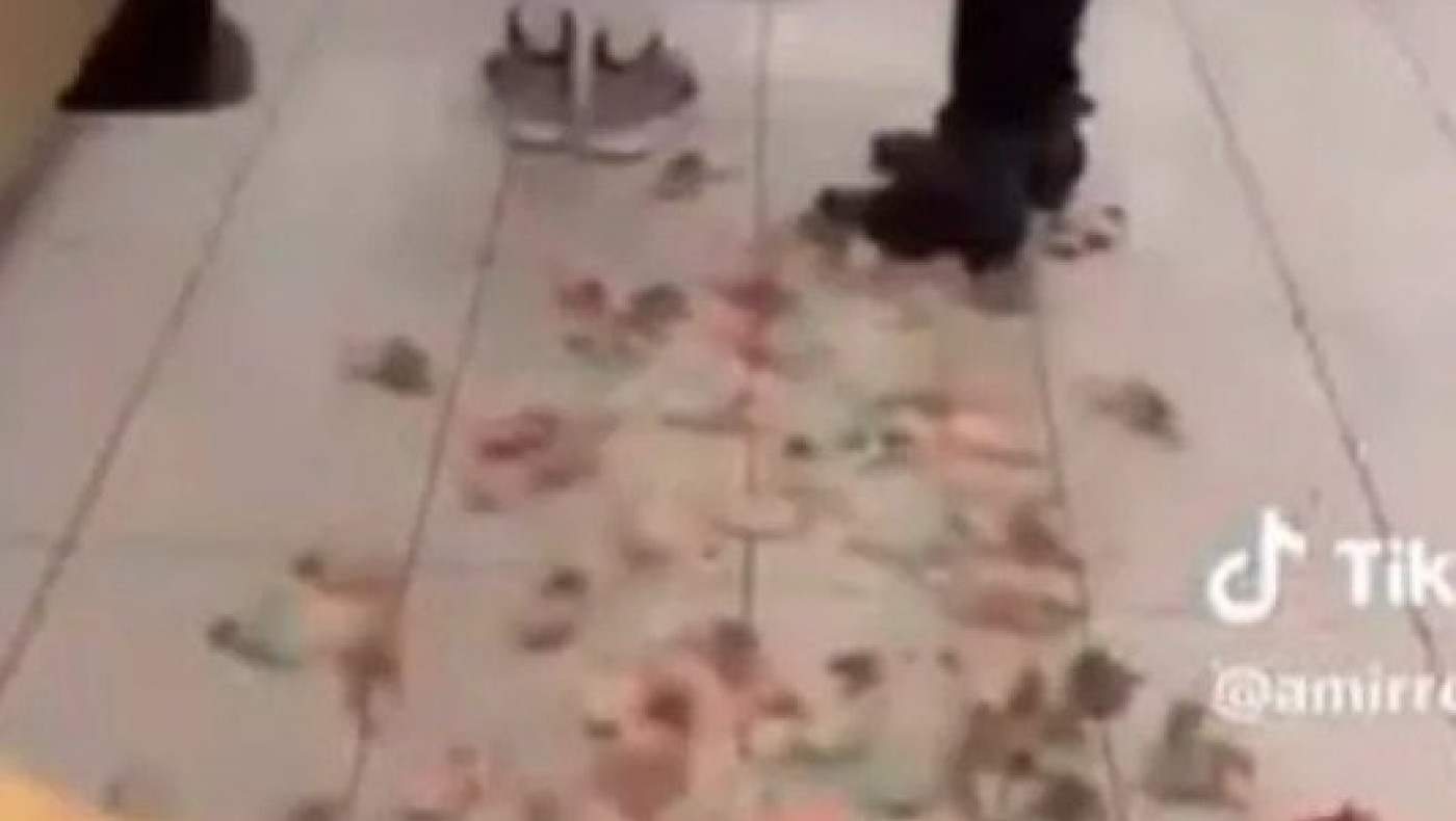 Απίστευτο: Ακτιβιστής άφησε σε McDonald’s ελεύθερα ποντίκια στα χρώματα της παλαιστινιακής σημαίας