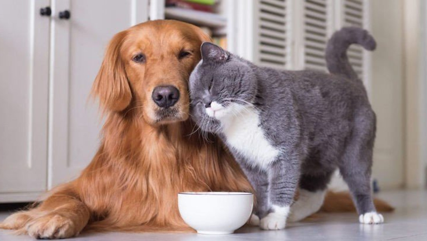 Ζώα Συντροφιάς: Ποιες αλλαγές έρχονται στην υποχρεωτική στείρωση και την αποστολή γενετικού υλικού