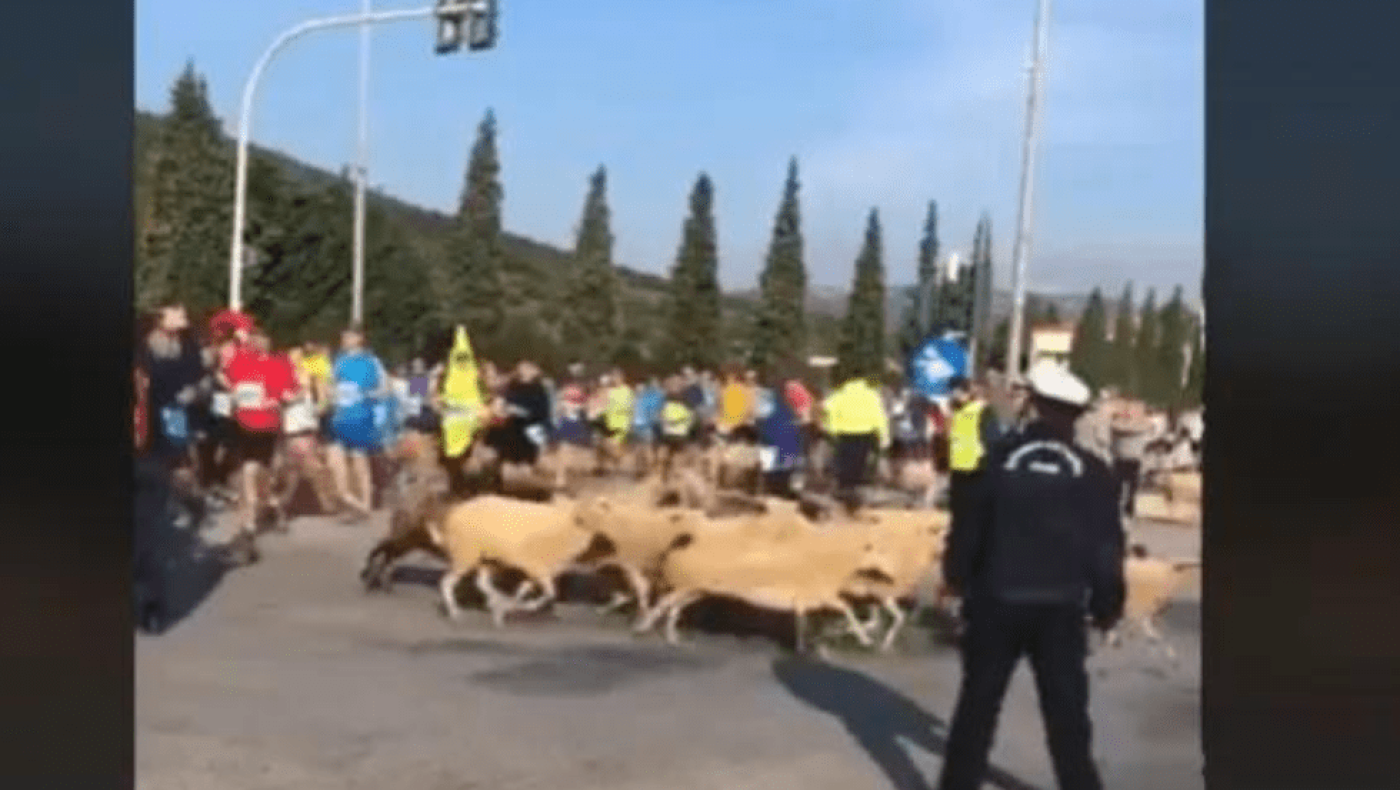 Πρόβατα «έτρεξαν» στον Μαραθώνιο - Δείτε το βίντεο