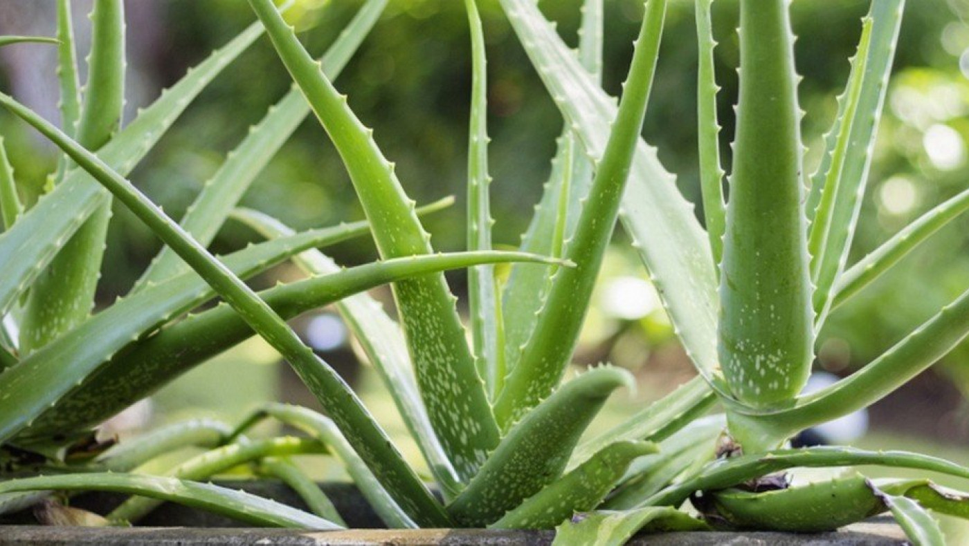 Σακχαρώδης Διαβήτης: 7 βότανα που συμβάλλουν στη θεραπεία του