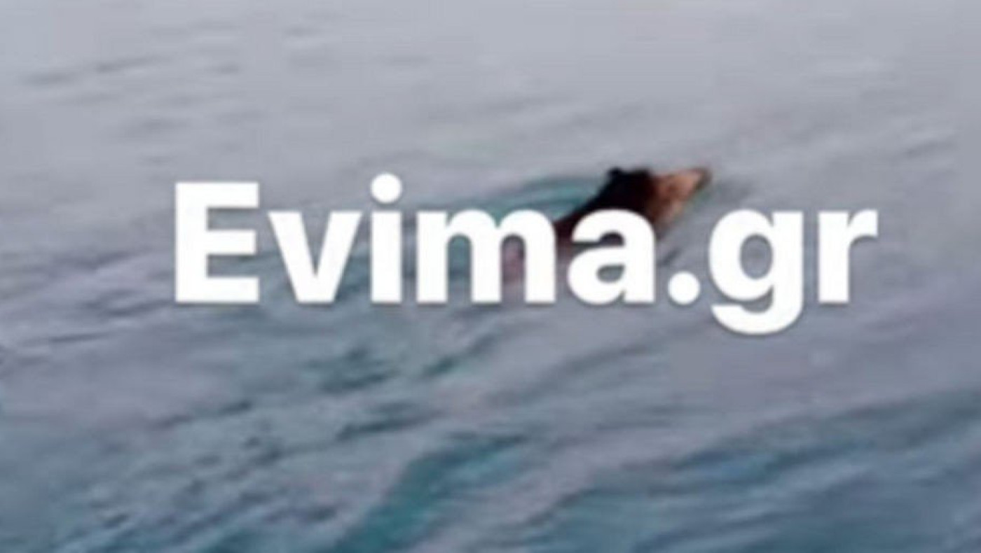 Εύβοια: Viral αγριογούρουνο κολυμπά σα… δελφίνι πλάι σε καΐκι!