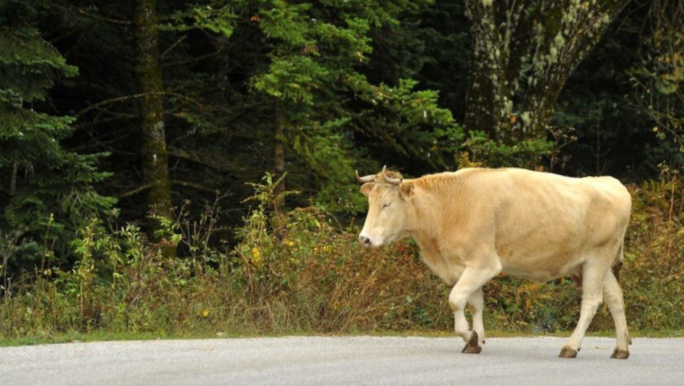 Χάος στην Εθνική Οδό-Αγελάδα μπήκε στον αυτοκινητόδρομο (vid)