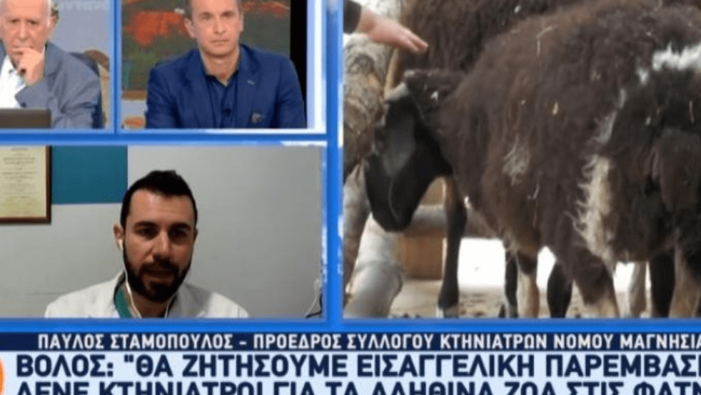 O Μπέος έβαλε ζωντανά ζώα σε φάτνες και βρίζει όσους αντιδρούν (vid)