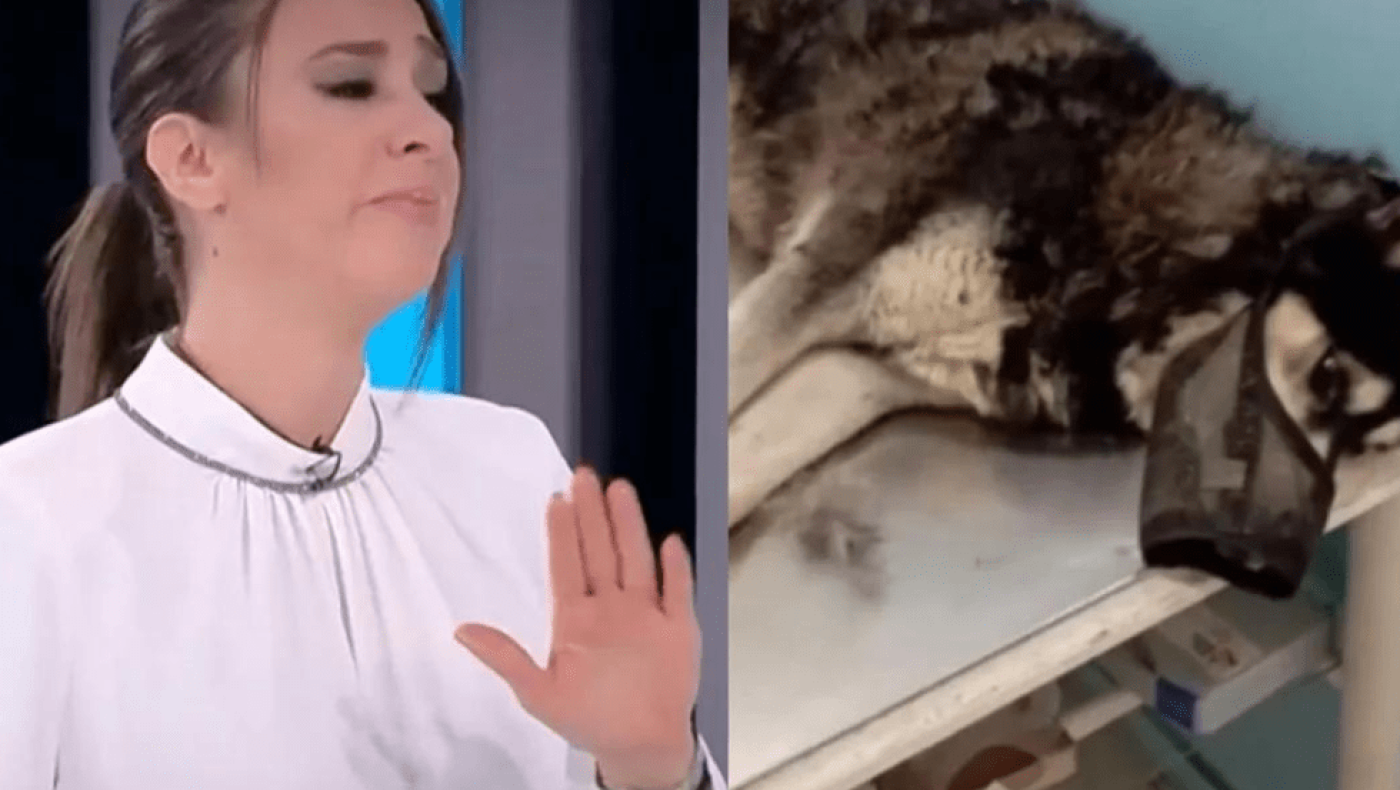 Δημοσιογράφος ξέσπασε on air... σε κλάματα: Έδινε το ρεπορτάζ για το χάσκι, Όλιβερ