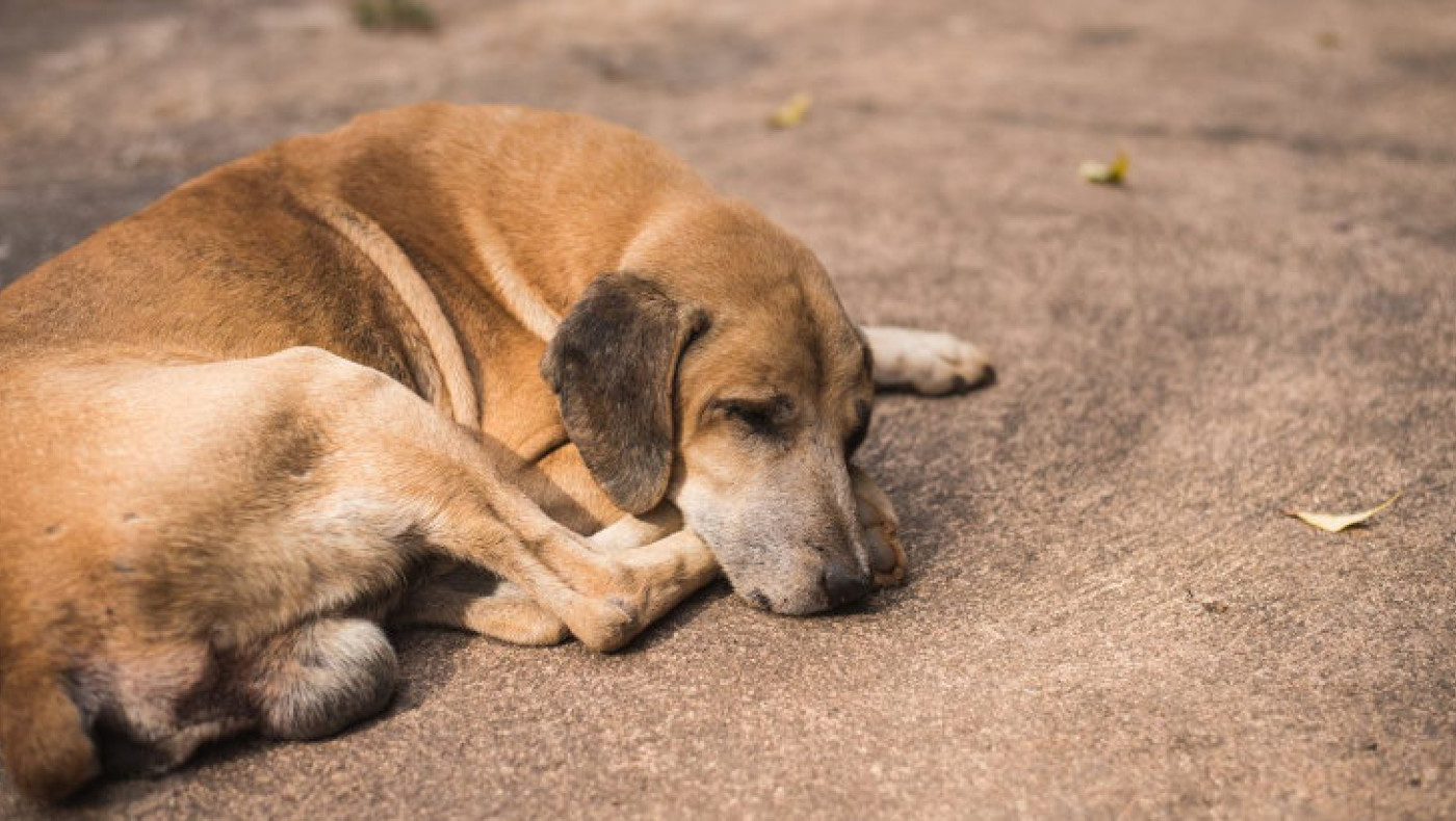 Θεσσαλονίκη: Ρασοφόρος επιτέθηκε και μαχαίρωσε αδέσποτο σκυλί!