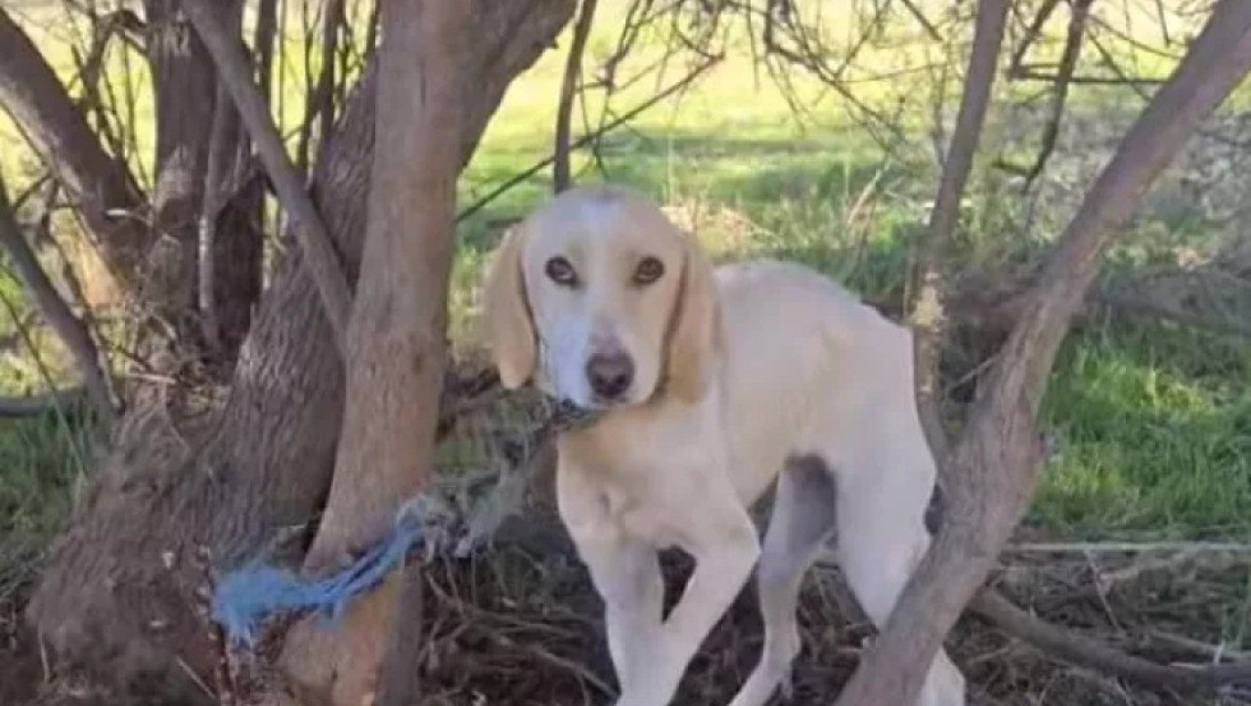 Αλυσόδεσαν σκύλο σε δέντρο στο δάσος της Στροφυλιάς