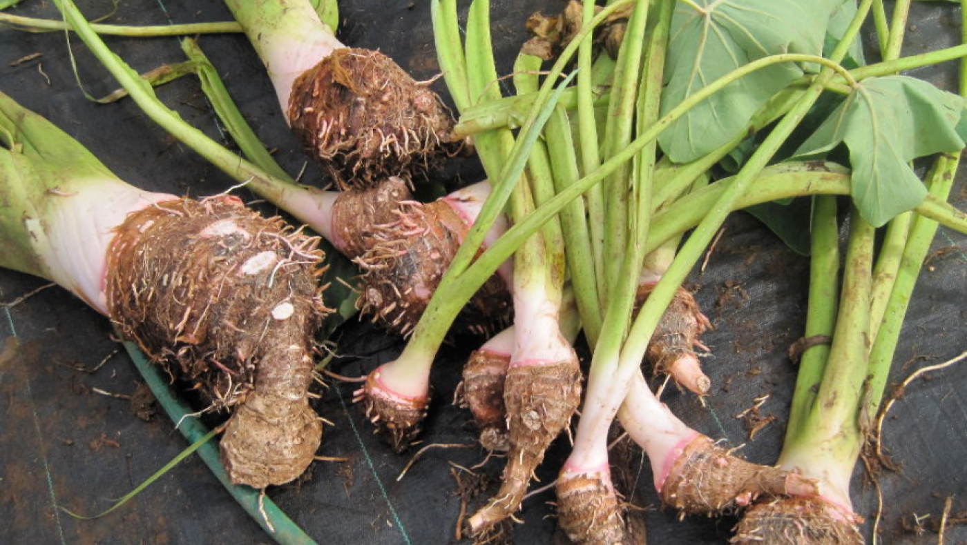 Θυμίζει γλυκοπατάτα αλλά είναι ακόμα πιο νόστιμο: Αυτό το υπερτρόφιμο ενισχύει πεπτικό και άμυνα