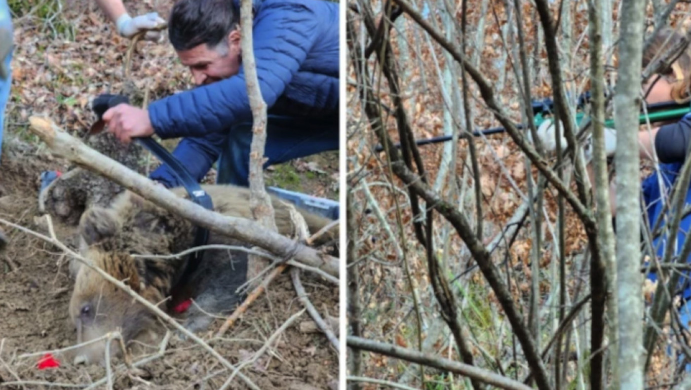 Θεσσαλονίκη: Ελληνοαλβανική συνεργασία για την απελευθέρωση παγιδευμένης αρκούδας!