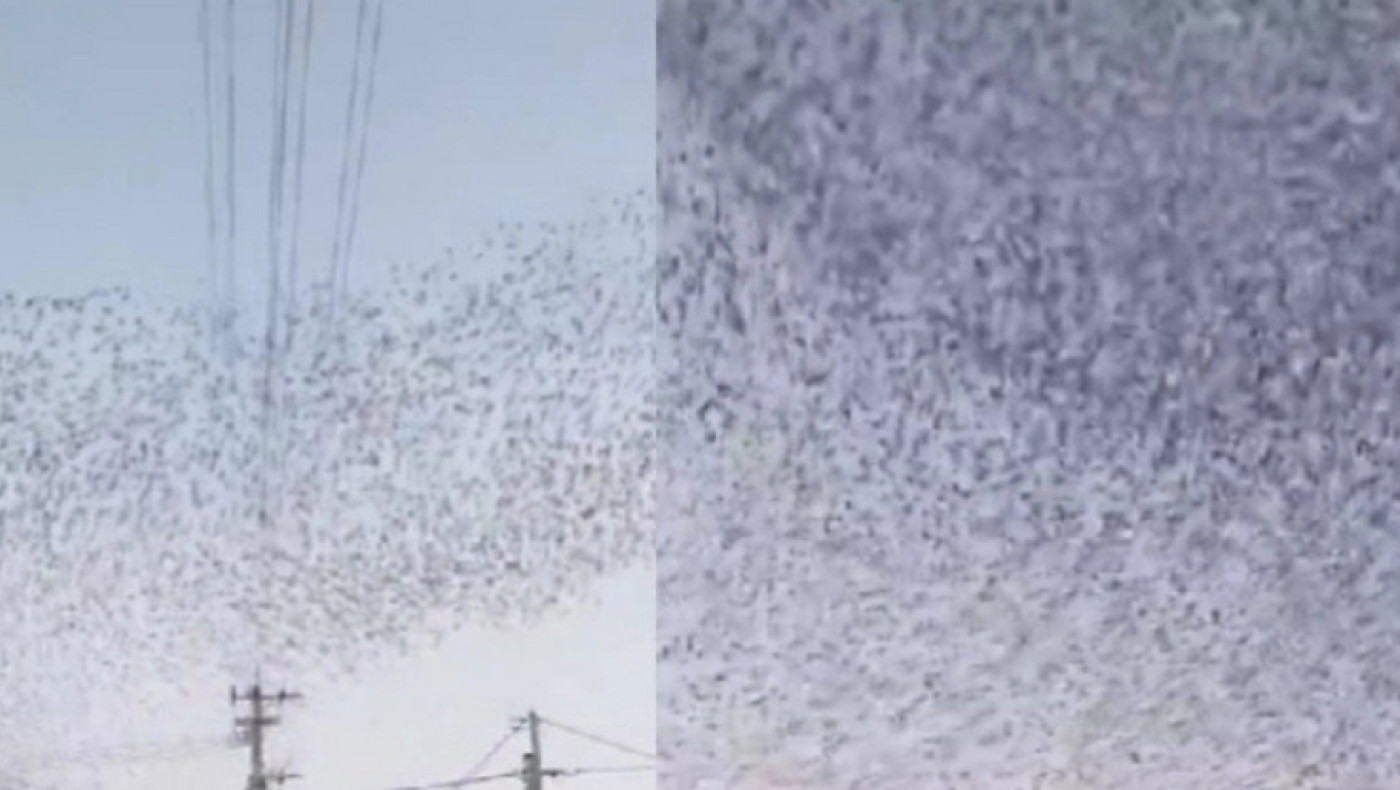 Ιαπωνία: Σμήνη πουλιών χορεύουν και προμηνύουν τον μεγάλο σεισμό