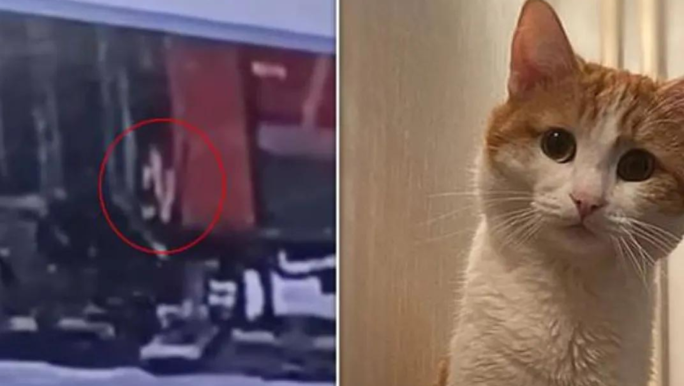 Ρωσία: Οργή για ελεγκτή που πέταξε γάτα από τρένο μέσα στα χιόνια