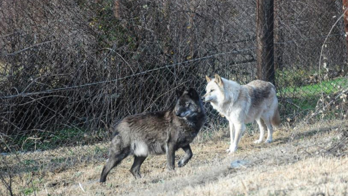 «Αρκτούρος» για λύκους: Εμφανίζονται πιο συχνά σε κατοικημένες περιοχές - Η εξοικείωση με τον άνθρωπο