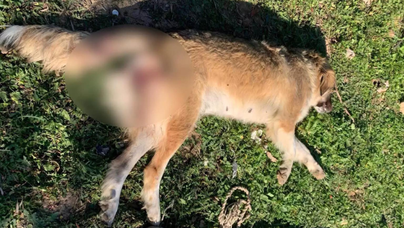 Μέγαρα: Χτύπησαν με αεροβόλο και «παλούκωσαν» σκυλίτσα