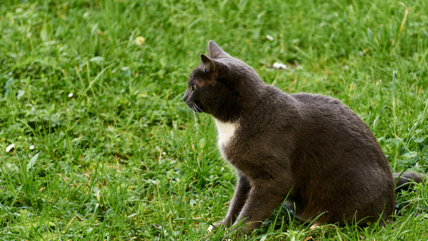 Θανάτωσαν τέσσερις γάτες στις Σπέτσες