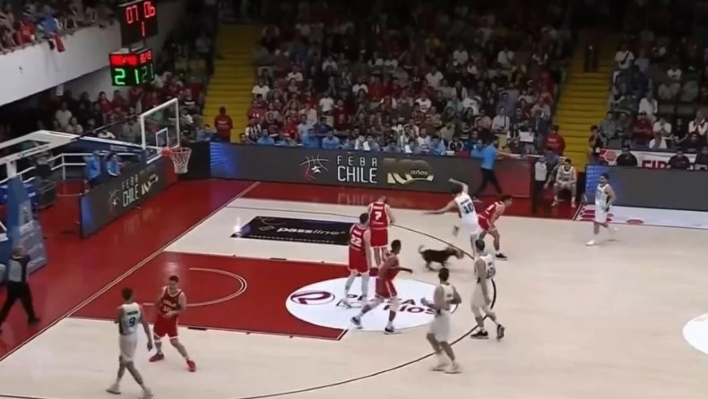 Φοβερό σκηνικό στο Χιλή-Αργεντινή: Σκύλος μπήκε στο γήπεδο με μπάλα στο στόμα