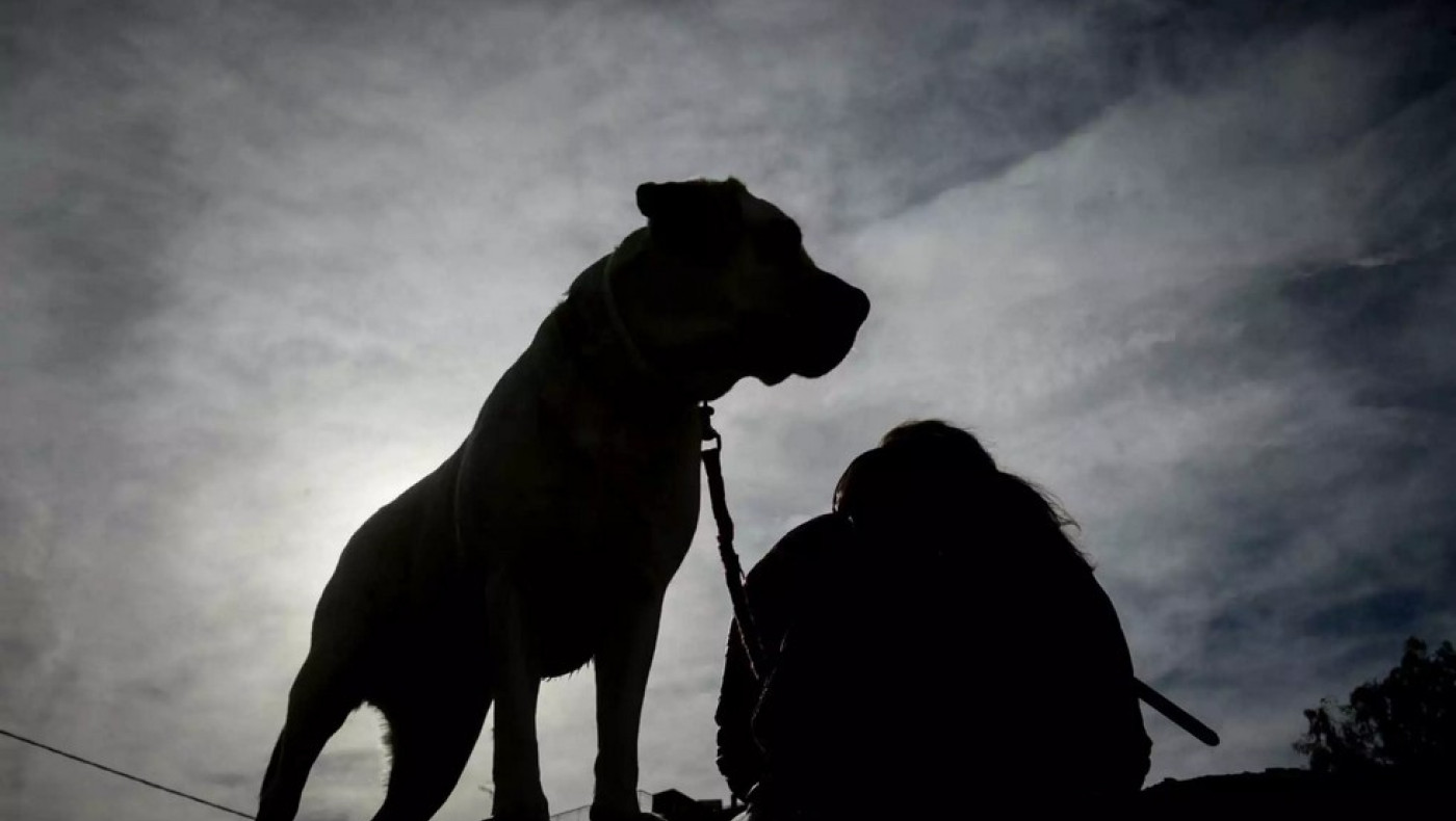 Ηράκλειο: Ιερέας ζητά απ’ τον κόσμο να πυροβολεί τα αδέσποτα ζώα και τους φιλόζωους
