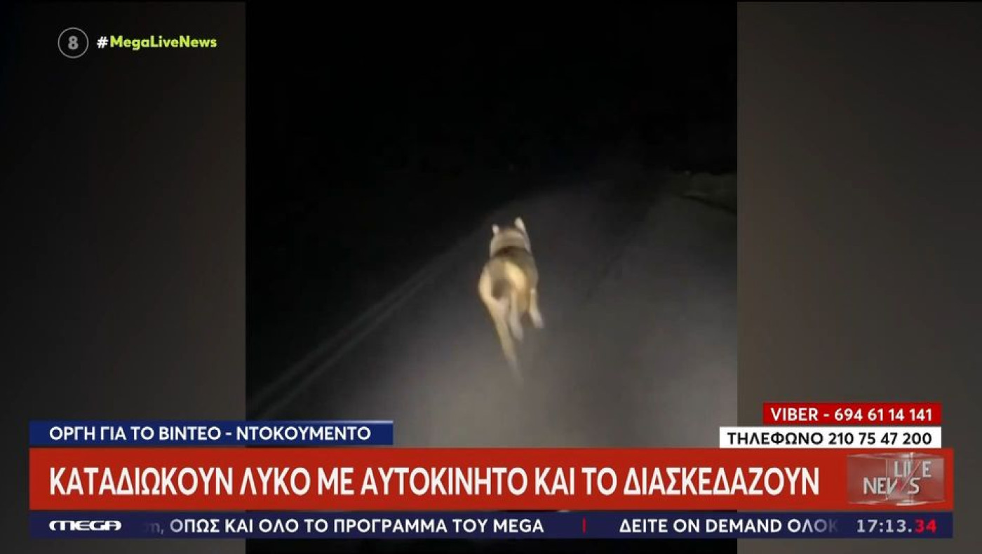 ΟΡΓΗ: Καταδιώκουν λύκο με αυτοκίνητο και το διασκεδάζουν