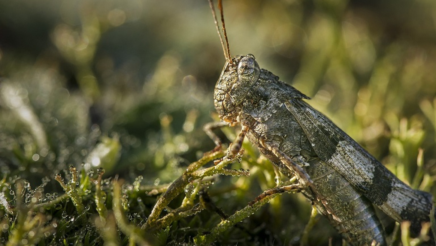 Συναγερμός στην Αλεξανδρούπολη: Ποιες περιοχές κηρύχθηκαν «ακριδόπληκτες»-Τι λέει η Περιφέρεια