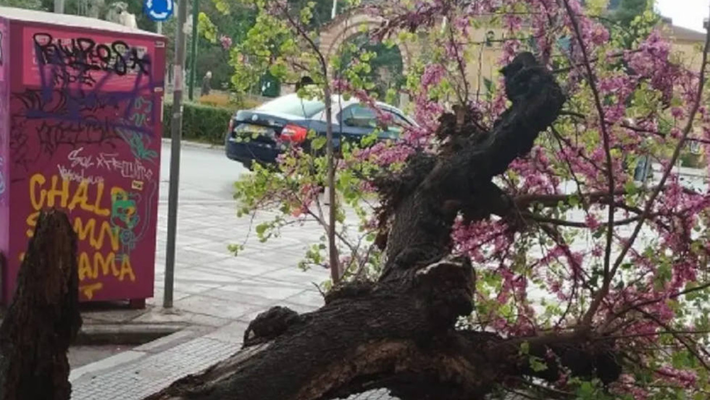 Θεσσαλονίκη: Πτώση δέντρου μπροστά από το Κόκκινο Σπίτι