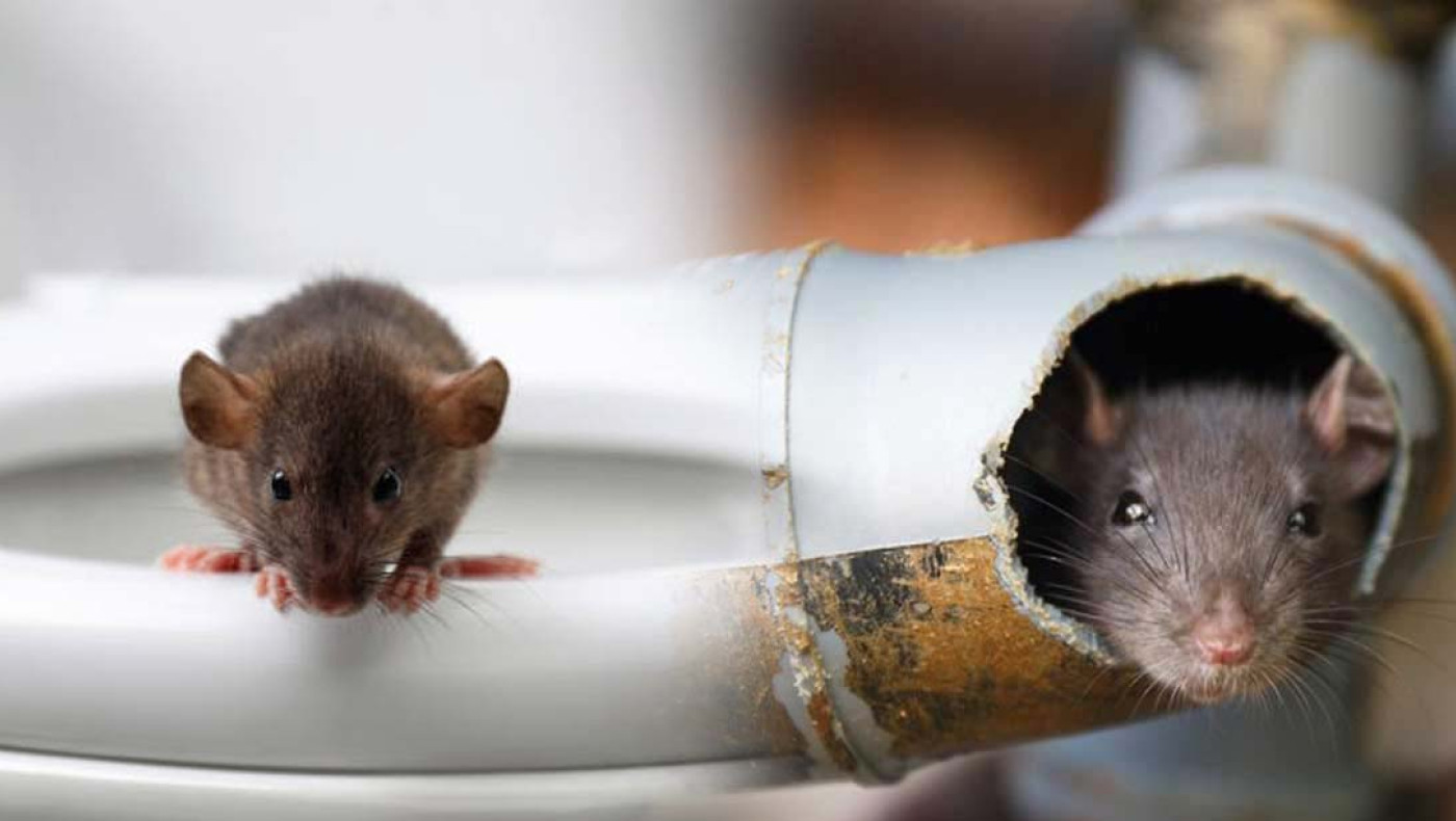 Επιστήμονες βρήκαν το φάρμακο που επιβραδύνει τη γήρανση των ζώων