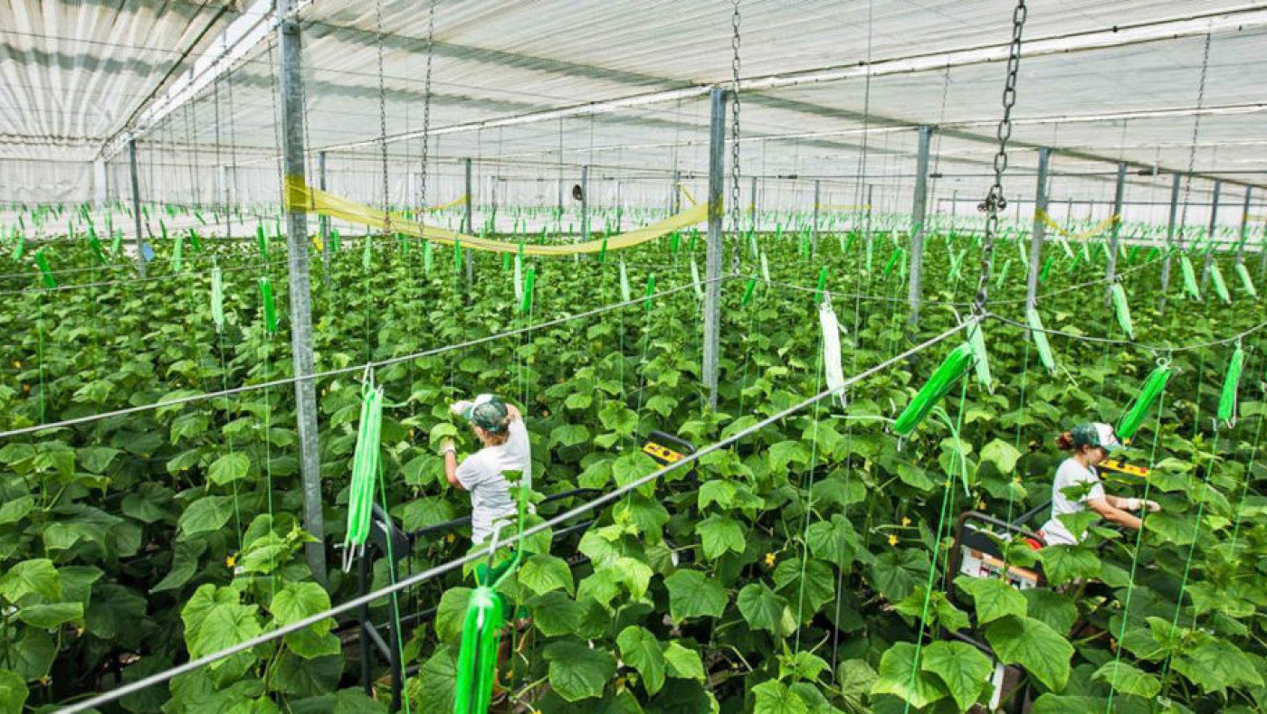Ξάνθη: Ποιο είναι το μεγαλύτερο υδροπονικό θερμοκήπιο της ΝΑ Ευρώπης!