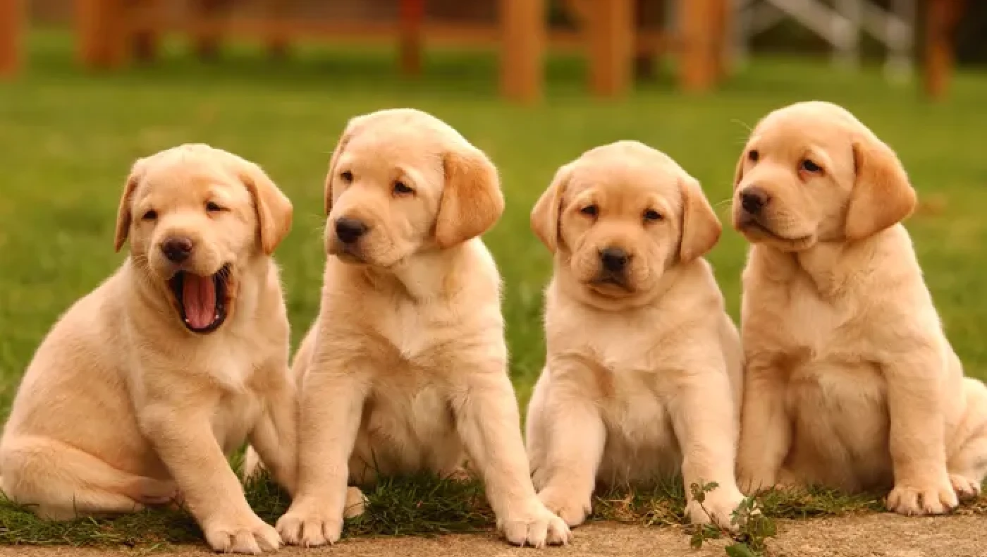 Κτηνωδία στη Νέα Ιωνία: Πέταξε κουτάβια σε κάδο πριν περάσει απορριμματοφόρο!