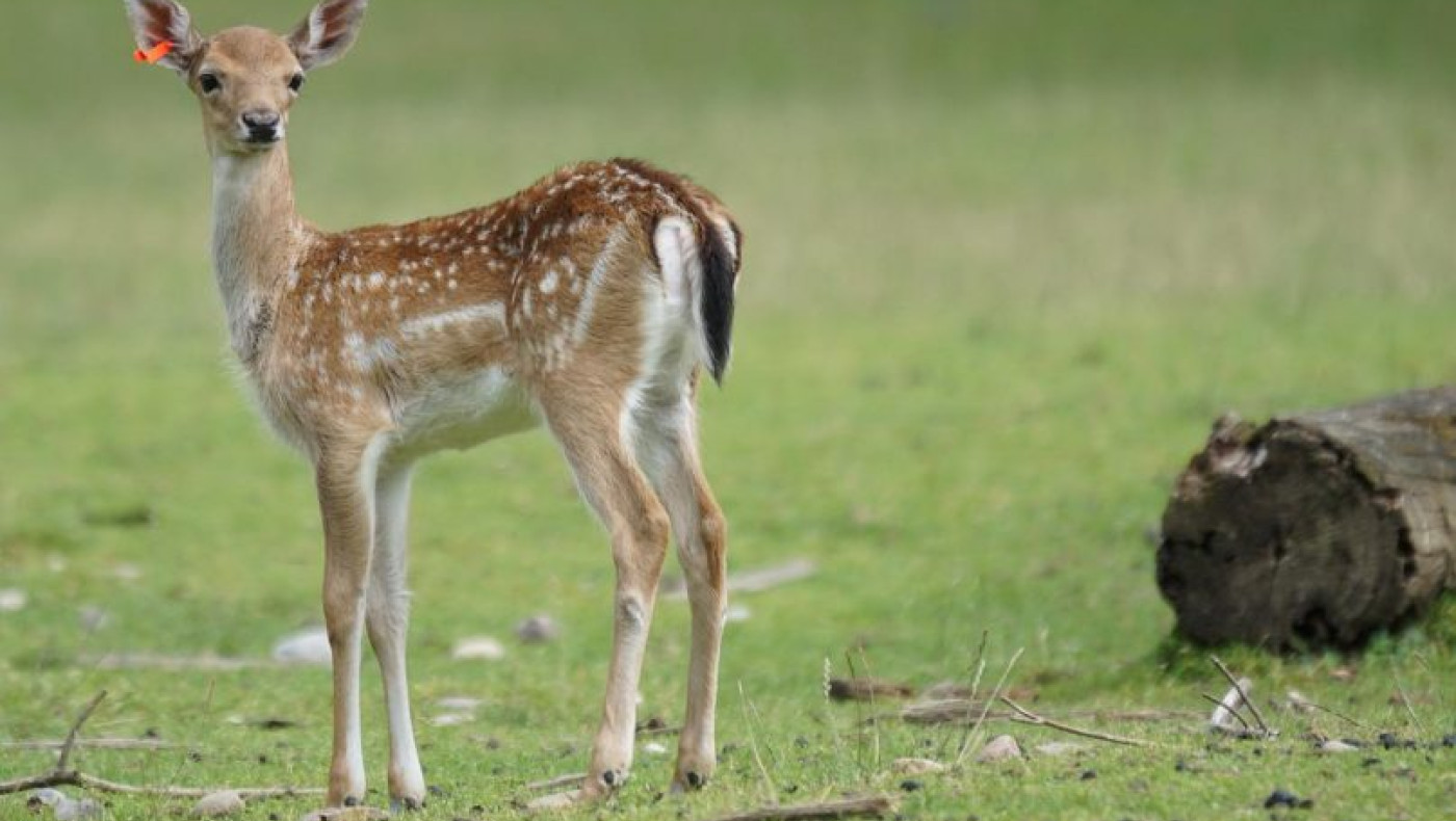 Σέρρες: Ελάφι περιφερόταν επί δέκα ημέρες στους δρόμους της πόλης