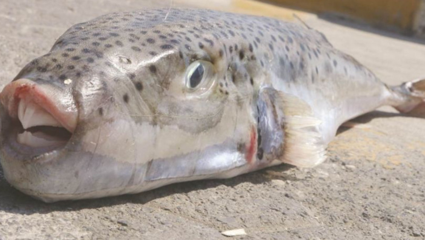 Κρήτη: Ψάρια-τέρατα προκαλούν τρόμο και προβλήματα