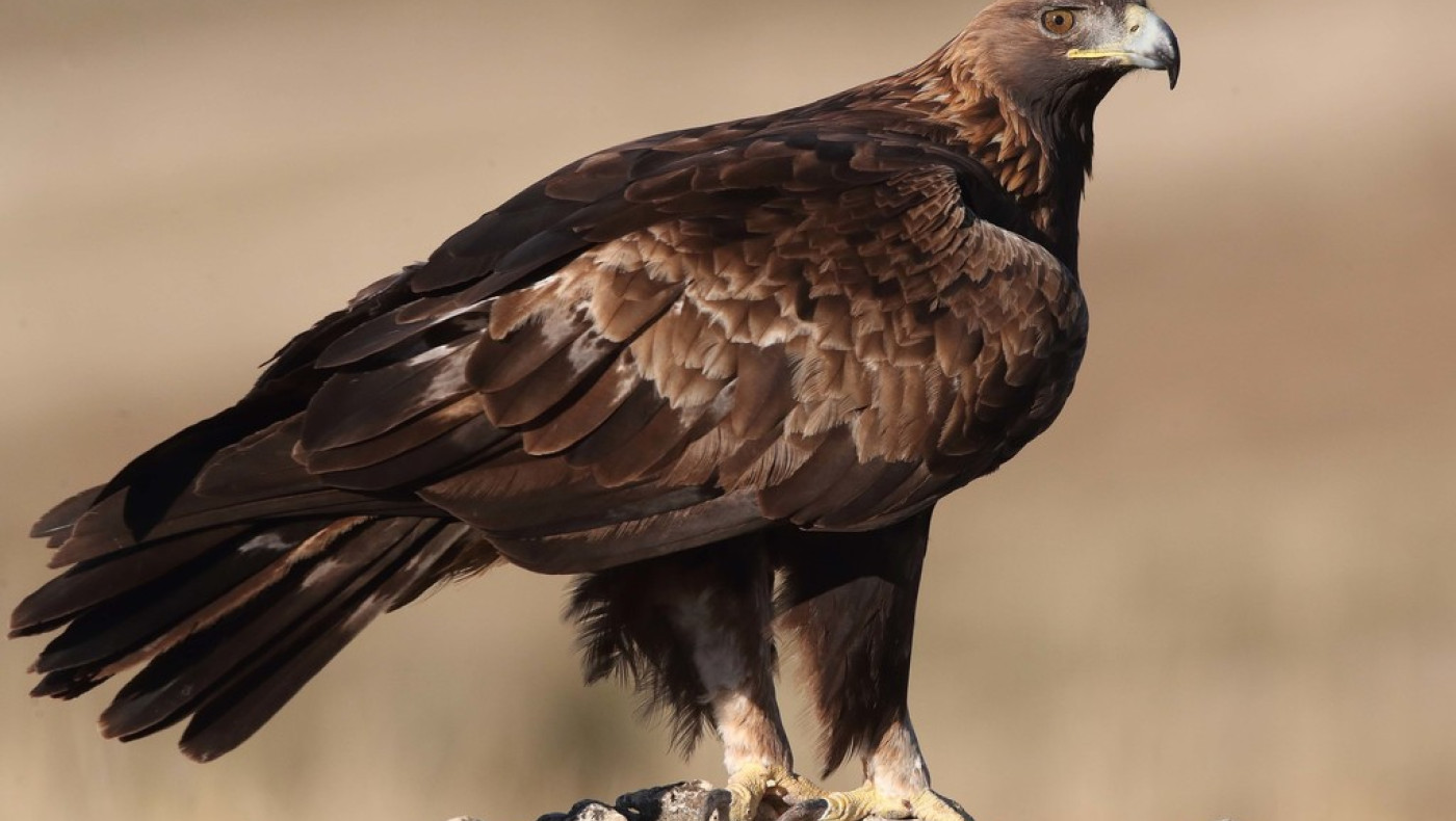 Ήπειρος: Νεκρός  σπάνιος χρυσαετός από δηλητηριασμένα δολώματα!