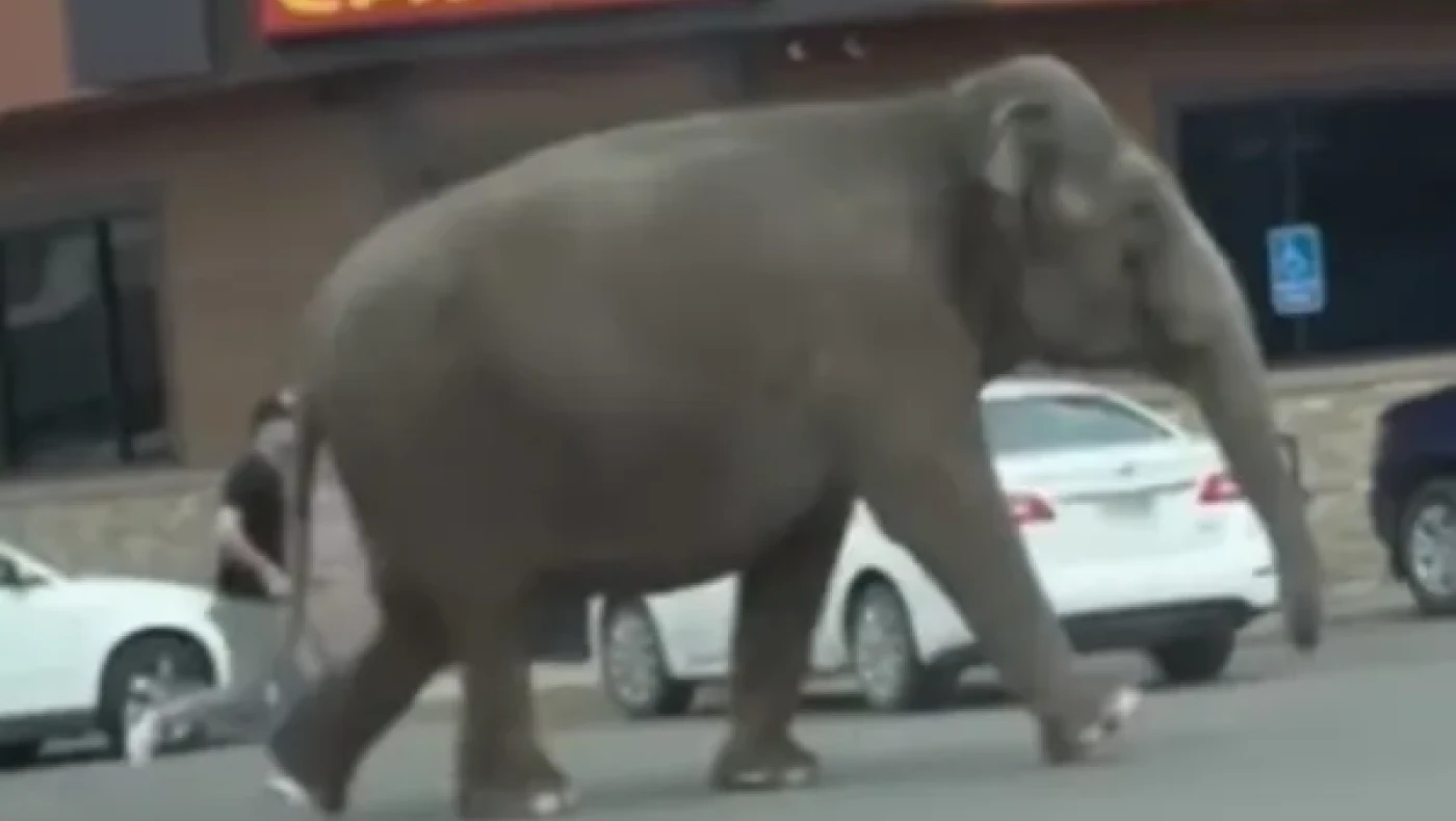 ΗΠΑ: Ελέφαντας το έσκασε από το τσίρκο για τρίτη φορά (vid)