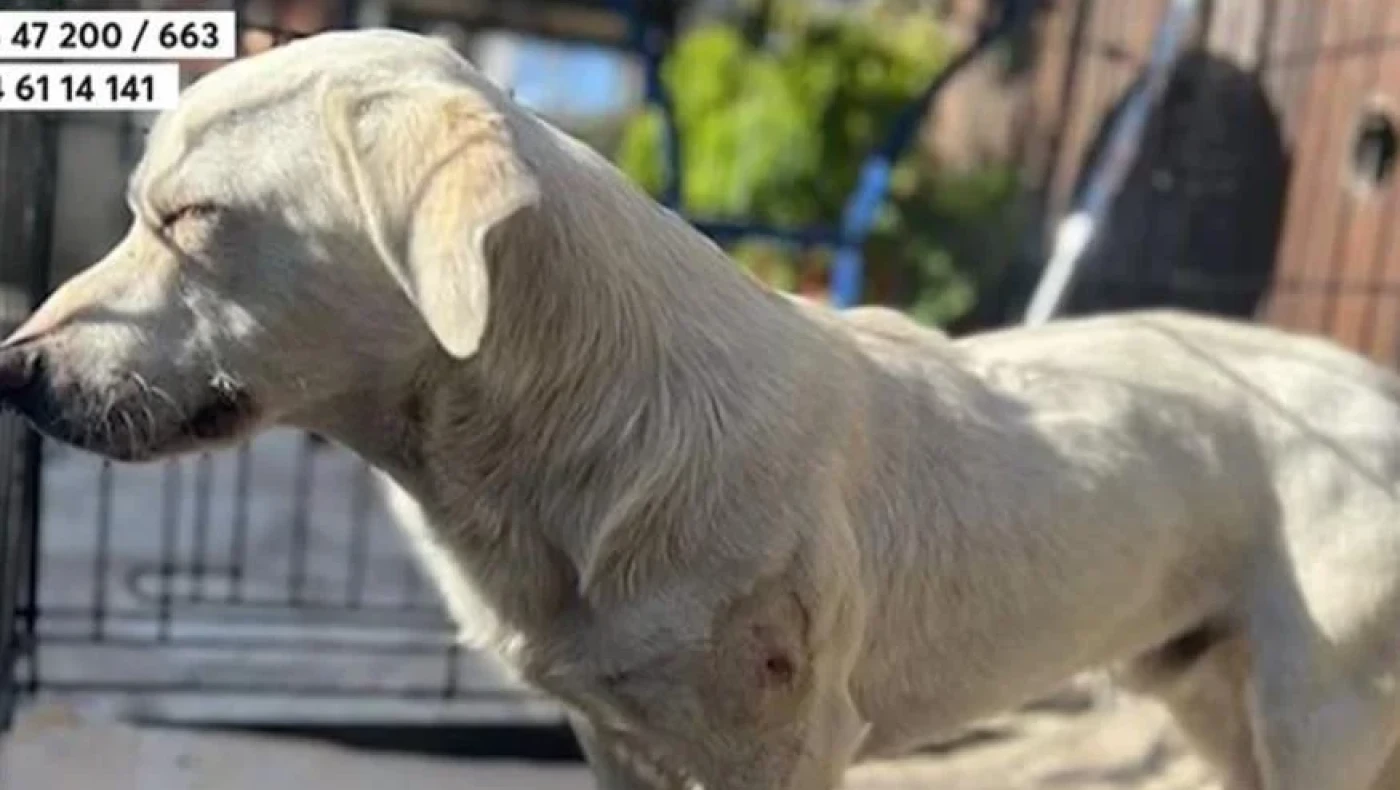 Σοκαριστικό βίντεο στην Πρέβεζα: Σκύλος δέχεται πυροβολισμό από άντρα