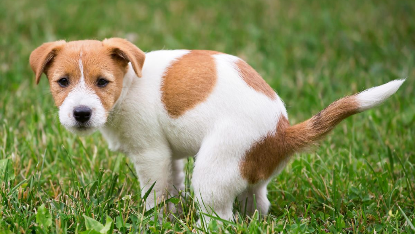 Κτηνωδία στην Κάρπαθο: Πυροβόλησαν σκύλο με καραμπίνα