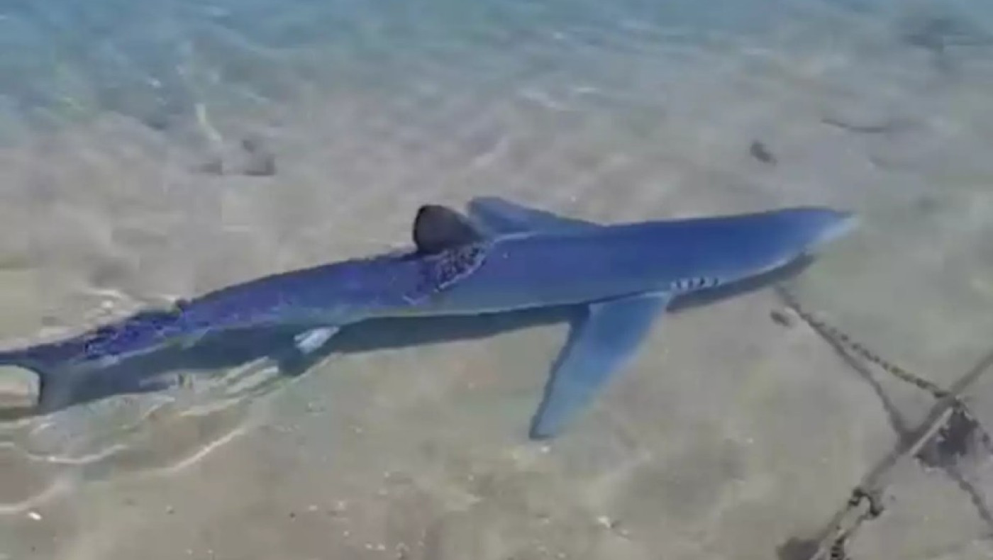 Γλυφάδα-Απίστευτο θέαμα: Καρχαρίας έκοβε βόλτες στη μαρίνα