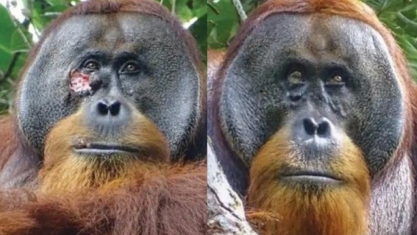 Η φύση έχει τις λύσεις: Ουρακοτάγκος θεράπευσε τραύμα φτιάχνοντας αλοιφή με ιαματικό φυτό