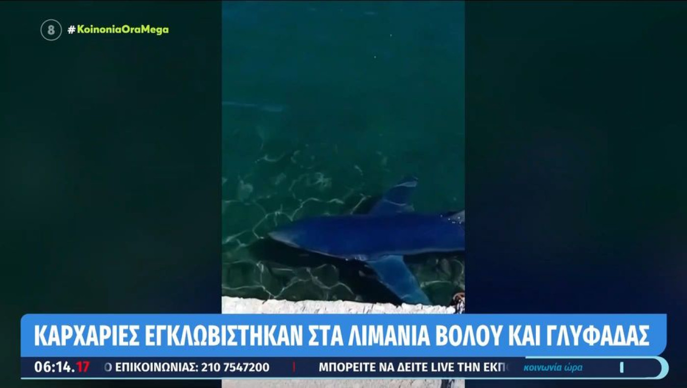 Καρχαρίες εγκλωβίστηκαν στα λιμάνια Βόλου και Γλυφάδας