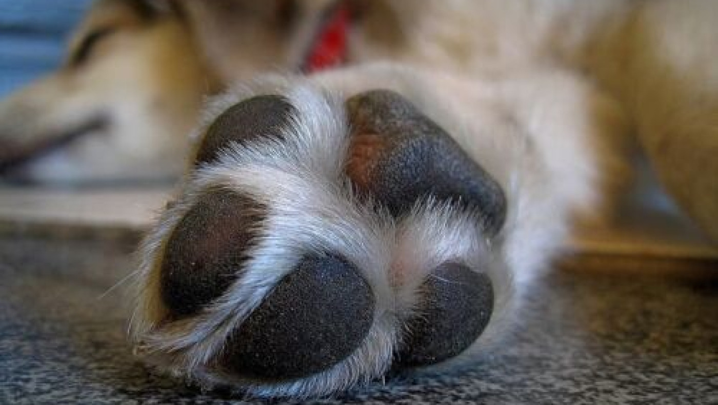 Ιωάννινα: Σύλληψη 87χρονου που έδεσε σκύλο στο αγροτικό και τον έσερνε