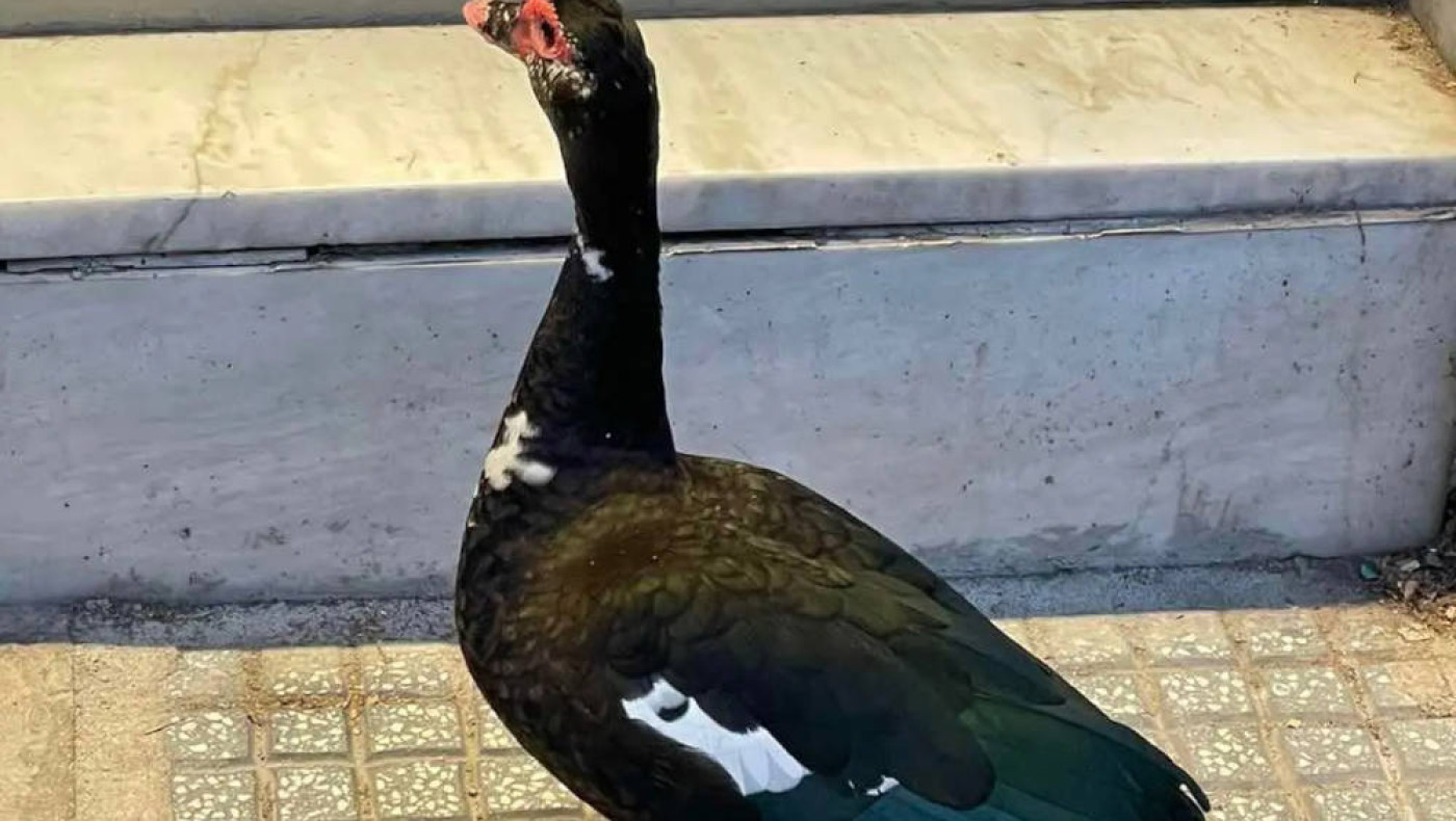 Θεσσαλονίκη: Πάπια βγήκε για... ψώνια στην Τσιμισκή! (pics)