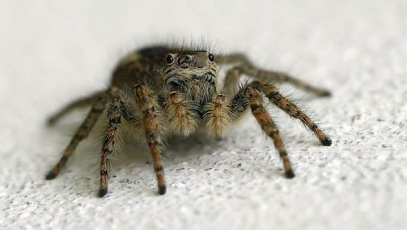 Ρόδος: 62χρονος πέθανε από τσίμπημα αράχνης
