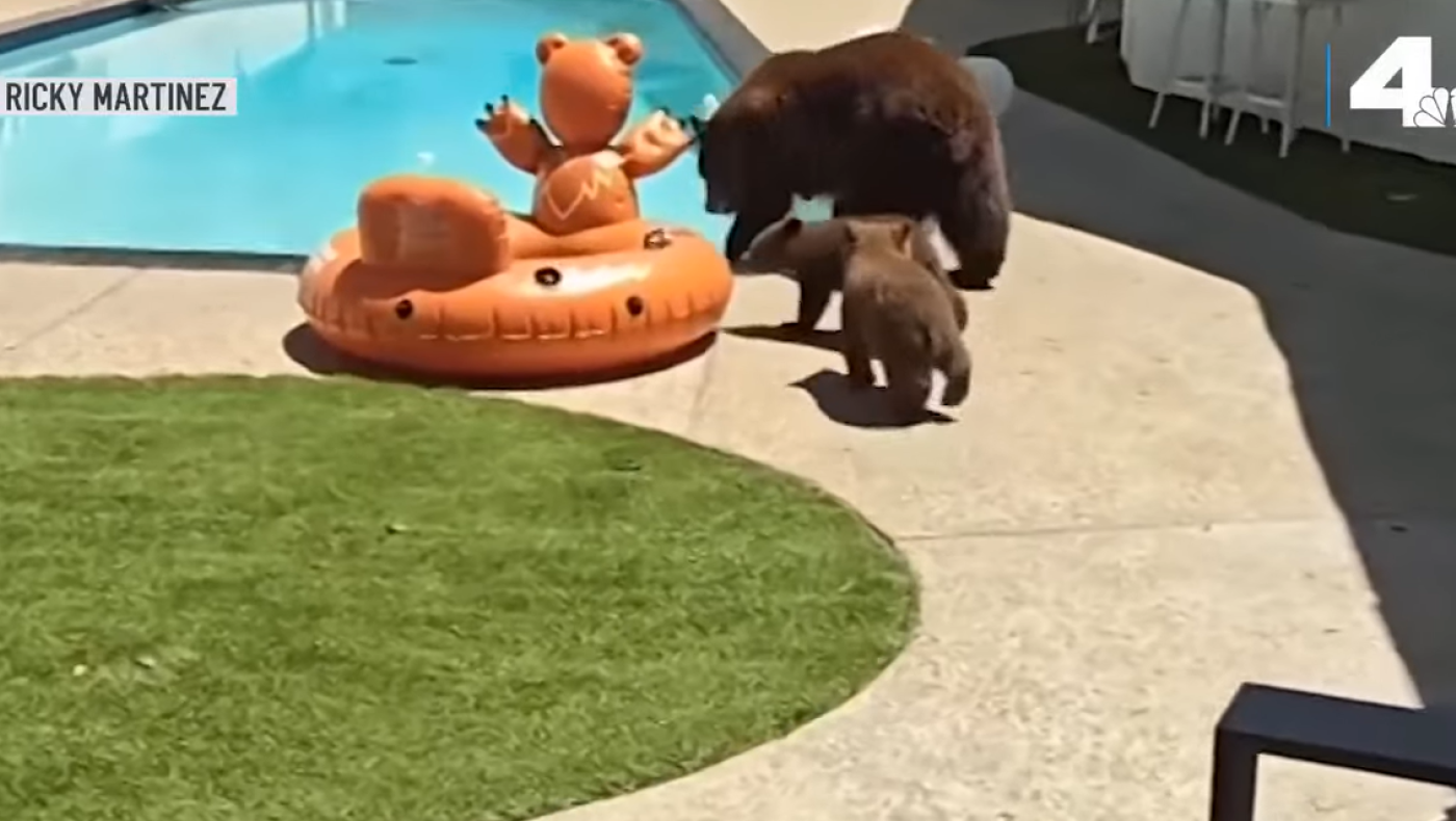 Καλιφόρνια: Viral τα παιχνιδάκια μαμάς-αρκούδας σε... πισίνα  (vids)