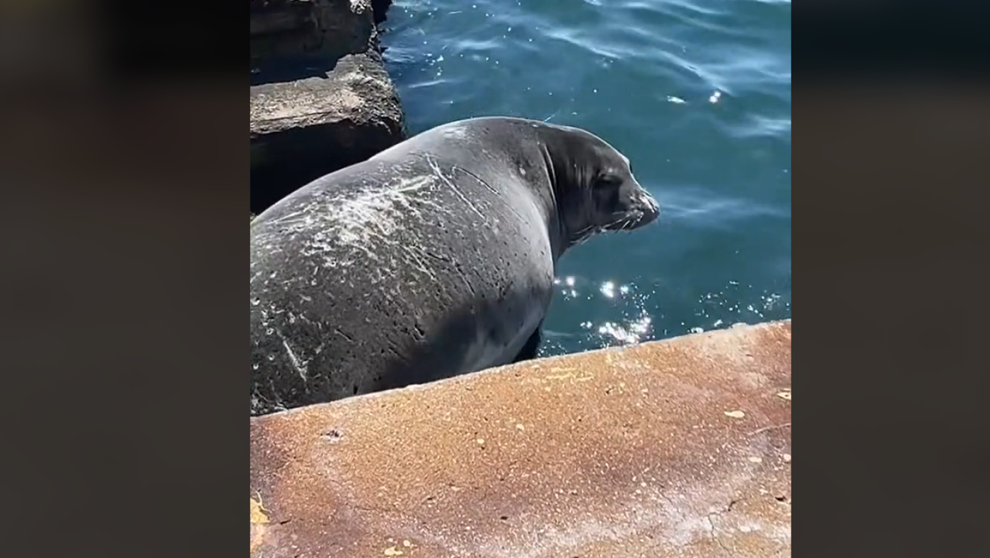 Θεσσαλονίκη: Viral στο TikTok φώκια που εμφανίστηκε στο λιμάνι (vid)