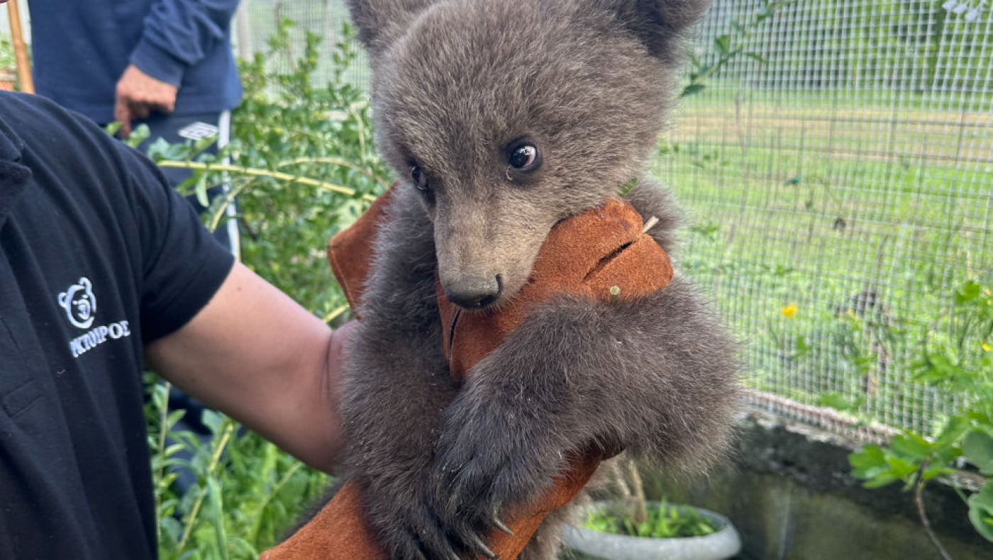 Κοζάνη: Ορφανό αρκουδάκι βρέθηκε σε αυλή σπιτιού (βίντεο)