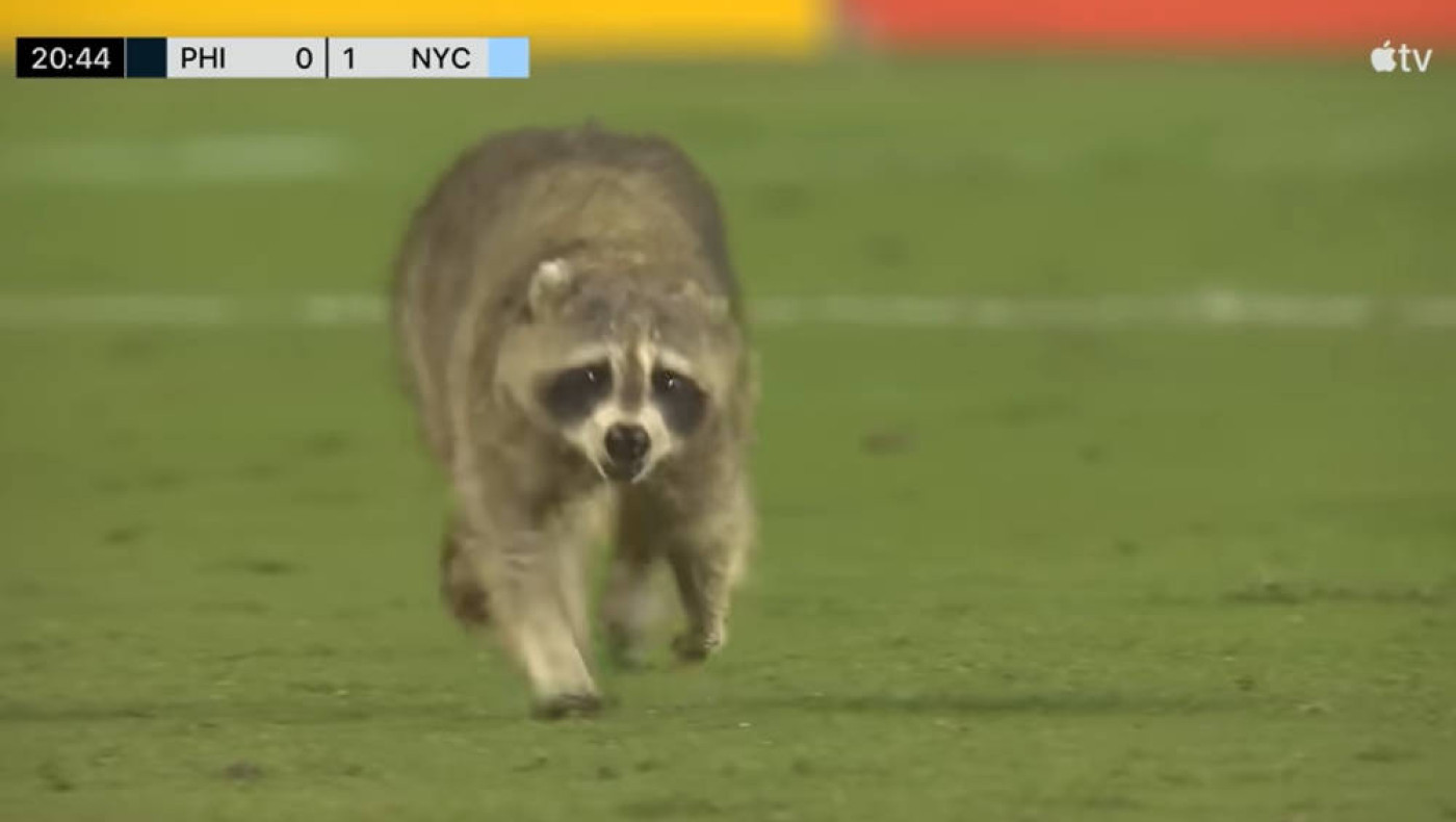 ΗΠΑ: Ρακούν εισέβαλε σε ποδοσφαιρικό αγώνα και προκάλεσε αναστάτωση! (vid)