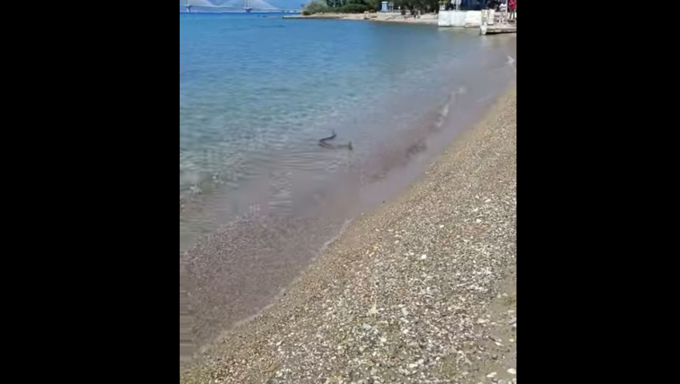 Σοκ στην Πάτρα: Μεγάλο φίδι κολυμπούσε δίπλα σε λουόμενους!