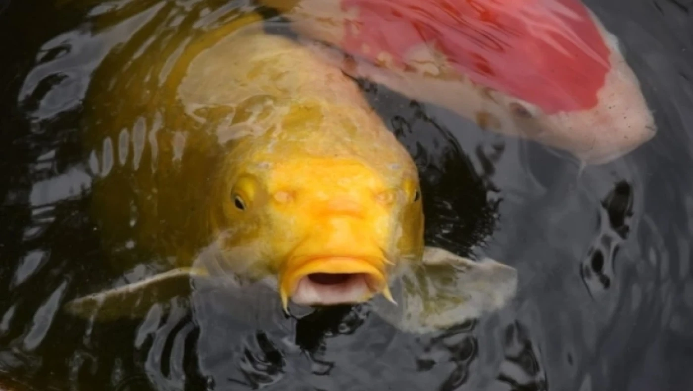 «Μαστουρωμένες» πέστροφες εθίζονται στη μεθαμφεταμίνη λόγω ρύπανσης υδάτων