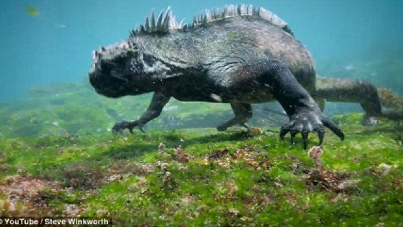 Το τεράστιο θαλάσσιο ιγκουάνα του Ειρηνικού Ωκεανού! (ΒΙΝΤΕΟ)